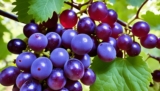 Homemade Muscadine Grape Jelly: Easy Recipe Guide