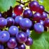 Where to Buy Seeded Grapes: Fresh Fruit Guide