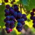 Discover How to Can Grape Juice at Home