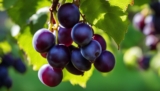 Where to Buy Muscadine Grapes: Fresh & Local Options